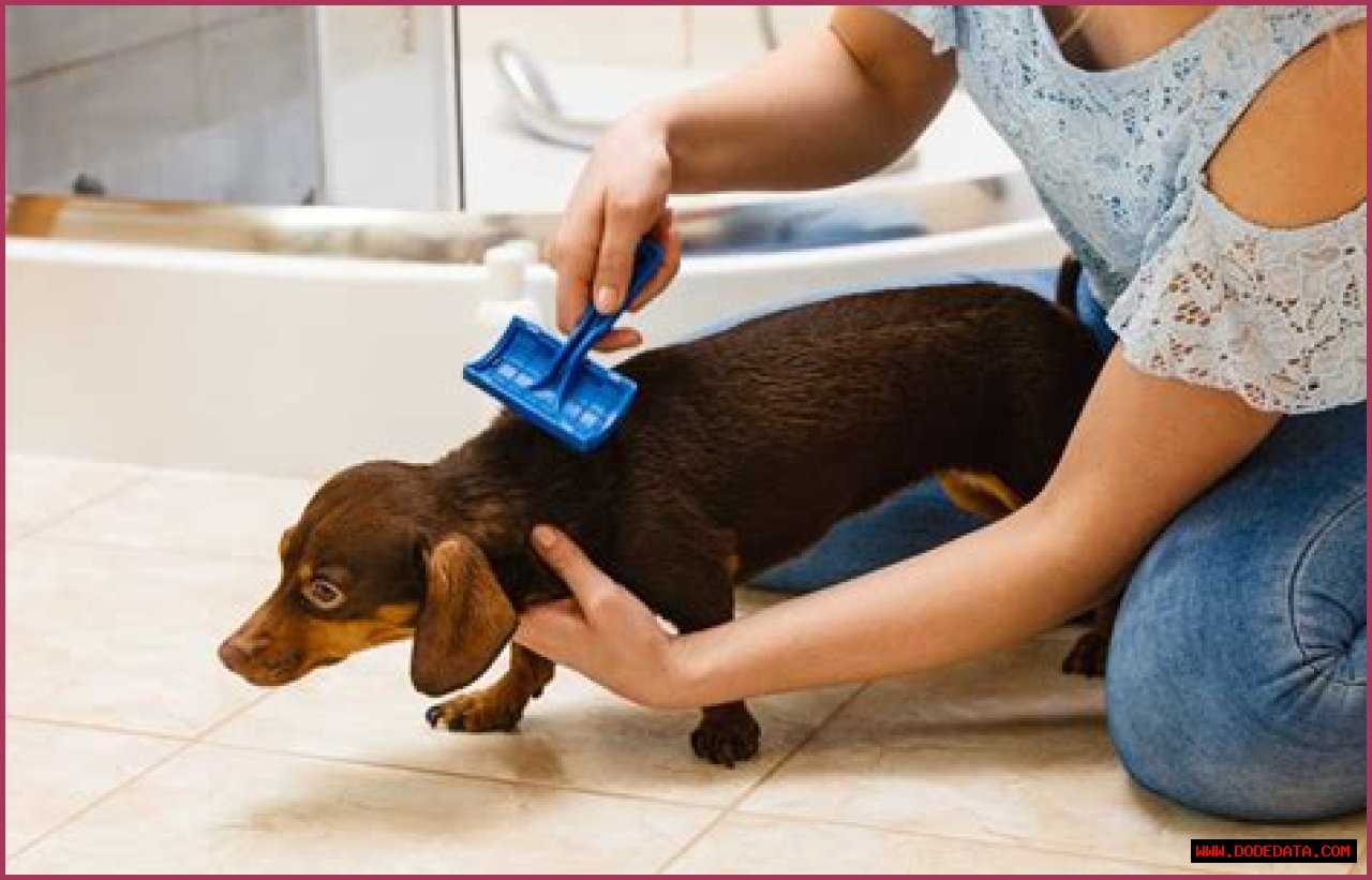 Best Dog Brush For Short Hair: A Comprehensive Guide